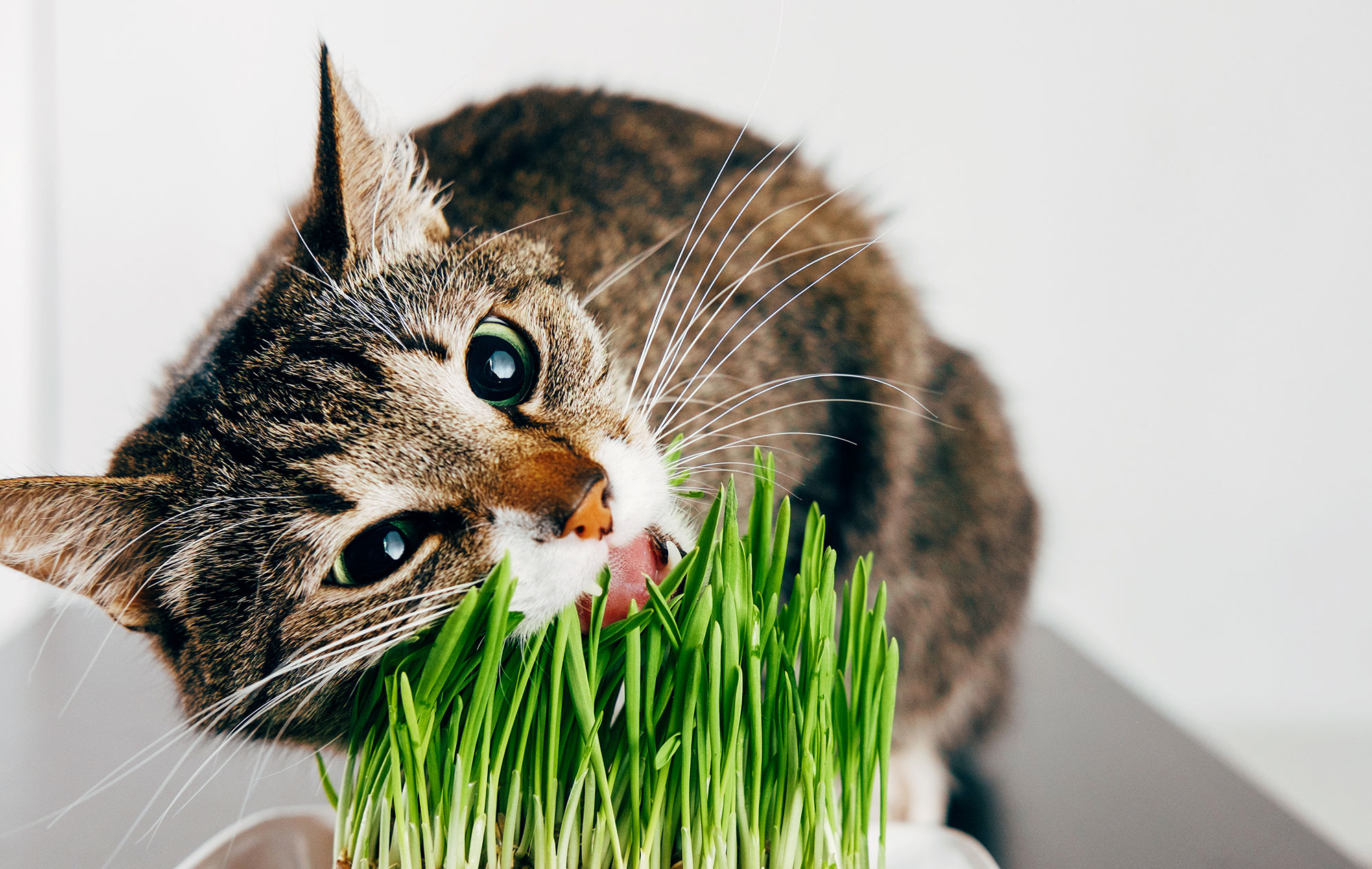 agripet-healthy-greens-cat-dog-pet-grass-01